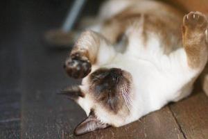 söt siamese katt njut av och sömn på trä- golv i hus foto