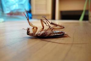 död- kackerlackor på de golv. foto