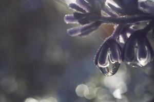 en släppa av vatten på en blomma kronblad. lavendel. blå blomma makro med skön bokeh i de regn foto