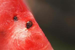 skiva av vattenmelon på mörk bakgrund närbild. vattenmelon utsäde makro foto