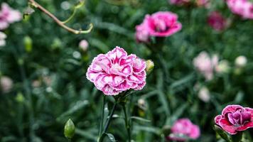 en skön nejlikor blommor utomhus foto