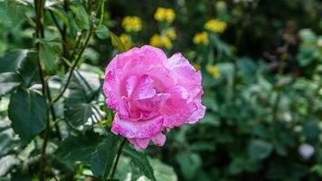 en skön reste sig blommor utomhus foto