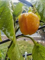 små hemlagad växande klocka peppar med regndroppar natur bakgrund foto