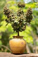 bonsai blå dröm cannabis indica ras växande i en lera burk foto