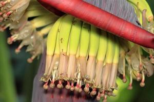 banan blomma, färgglad, röd blomma i betul madhya pradesh, färgglad banan blomma i de full blomma, natur glans foto