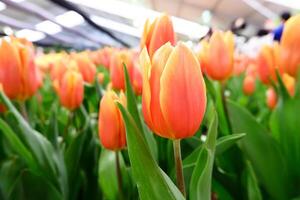 söt liten ljuv tulpaner botanisk foto