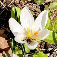 krokus blommande växter i iris familj. blommor närbild på naturlig bakgrund. foto