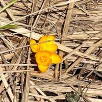 krokus blommande växter i iris familj. blommor närbild på naturlig bakgrund. foto