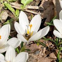 krokus blommande växter i iris familj. blommor närbild på naturlig bakgrund. foto