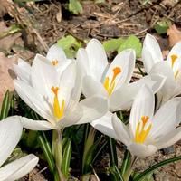 krokus blommande växter i iris familj. blommor närbild på naturlig bakgrund. foto