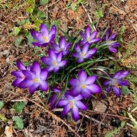 krokus blommande växter i iris familj. blommor närbild på naturlig bakgrund. foto