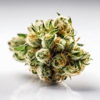 en hög upplösning fotografera av en marijuana sativa knopp på en vit bakgrund foto