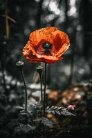 polly blomma i de vild fängslande fotografi av en skön och sällsynt blomma foto