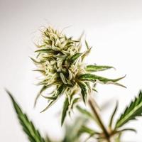 en hög upplösning fotografera av en marijuana sativa knopp på en vit bakgrund foto