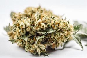 en hög upplösning fotografera av en marijuana sativa knopp på en vit bakgrund foto