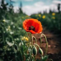 polly blomma i de vild fängslande fotografi av en skön och sällsynt blomma foto