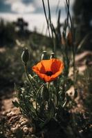 polly blomma i de vild fängslande fotografi av en skön och sällsynt blomma foto