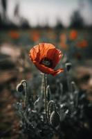 polly blomma i de vild fängslande fotografi av en skön och sällsynt blomma foto