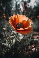 polly blomma i de vild fängslande fotografi av en skön och sällsynt blomma foto