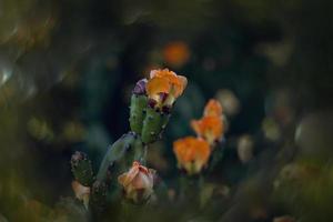 orange taggig päron blomma på en kaktus i en trädgård på en mörk grön bakgrund foto