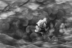 liten delikat höst blommor i de trädgård på en bakgrund med bokeh foto