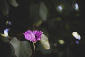 lila blomma på en träd på en sommar dag i Spanien mot en bakgrund av grön löv foto