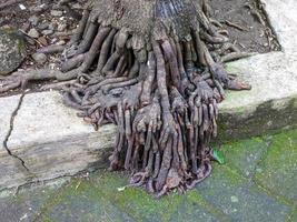 en träd rötter kommande ut och krypande in i de väg foto