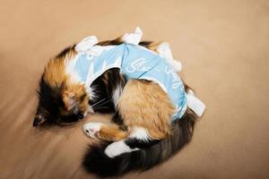 sömn katt i en bandage efter kirurgi. vård av en sällskapsdjur efter kavitär drift sterilisering. foto