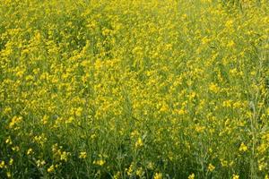 skön fält med små gul blommor foto