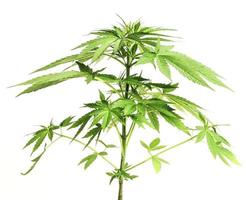 detalj av en marijuana växt foto