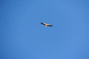 blå himmel bakgrund med flygande svart och vit stork fågel foto