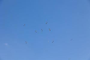 blå himmel bakgrund med flygande svart och vit stork fågel foto