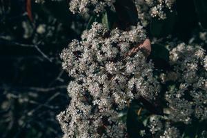 vår buske med små vit blommor på en solig dag i närbild foto