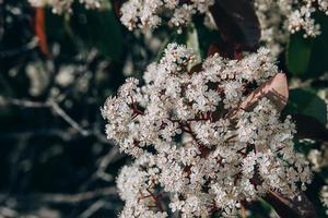 vår buske med små vit blommor på en solig dag i närbild foto