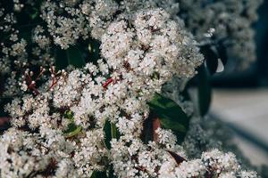 vår buske med små vit blommor på en solig dag i närbild foto