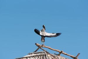 öppen räkning fågel på de tak av trä- hus. foto