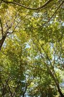 skog träd se från Nedan in i de himmel, höst naturlig grön trä foto