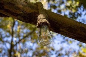 de årgång glödande lampa är hängande från en träd i de skog. selektiv fokus. foto