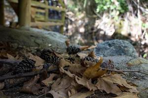 tall koner och fallen löv på de jord i de skog i höst. foto