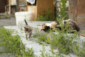 kattunge och katt i by. kattunge i sommar på gata. söt sällskapsdjur. foto