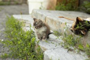 kattunge och katt i gård av hus. kattunge i sommar. katt familj. husdjur på gata. foto