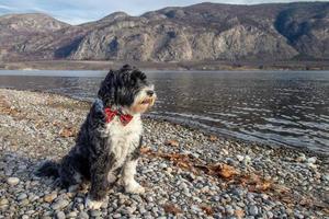 portugisiska vatten hund på en sjö i de bergen foto