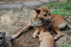 stänga upp mörk brun vit hund lokaliserings på gräs golv foto