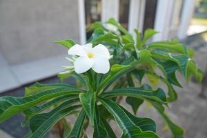 frangipani blomma med blad i de trädgård foto