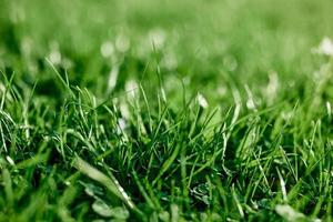 kostnadseffektiv grön klöver gräs för landskaps de trädgård förbi de hus, frön och gödselmedel utan skadar de planetens ekologi foto