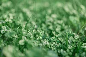 ung grön löv fock närbild, färsk gräsmatta gräs i sommar på de jord i solljus för en skärm sparare, falsk upp foto