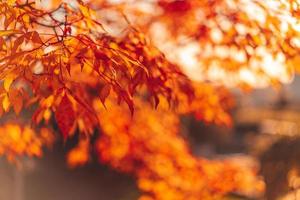 närbild av röda och orange blad på ett träd foto