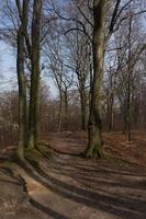 landskap med en lindning vandring spår i de mitten av de skog foto