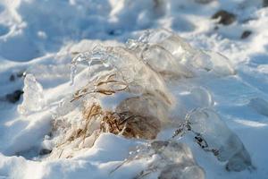 istappar på växter på en snöig mark foto