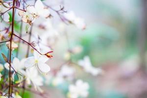 vita blommor bakgrund foto